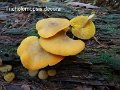 Tricholomopsis decora-amf1865